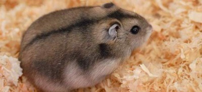 hamster-rusesc-pitic-in-rumegus-Phodopus-sungorus