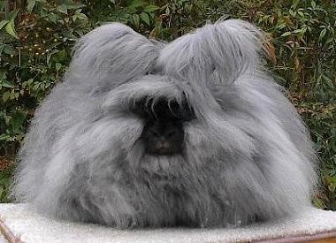 iepure-de-angora-gri-hrana