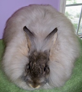 iepure-de-angora-profil-iepure-de-casa