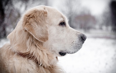 labrador-retriever