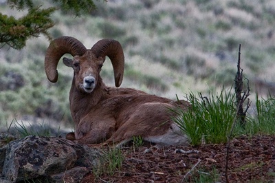 muflonul-bighorn-imagini-blana