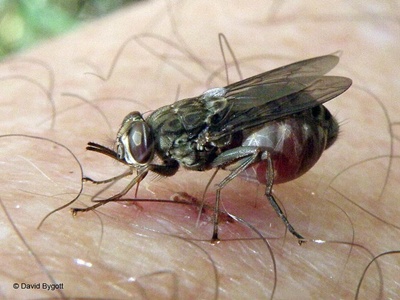 musca-tete-muscatura