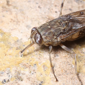 musca-tete-calatoresti