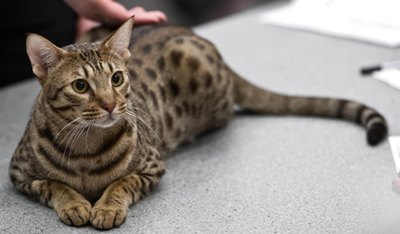 ocicat-pisica-origine-si-istoric