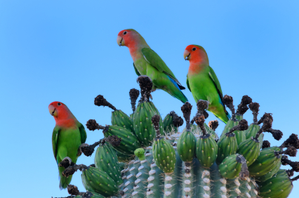 papagali-agapornis-culoarea-piersicii