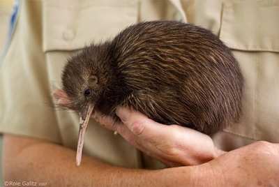 pasare-kiwi-in-mana-carnivora