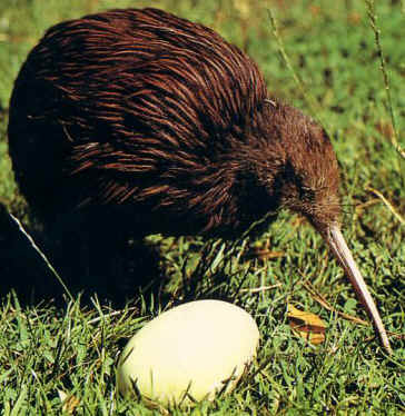 pasarea-kiwi-si-ou-adapost