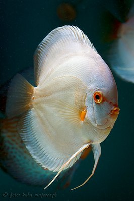 peste-discus-alb-carnivor