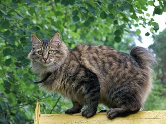 pisica-kurilian-bobtail-excelenta-saritoare