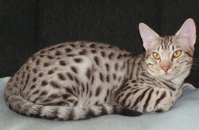 pisica-ocicat-apa