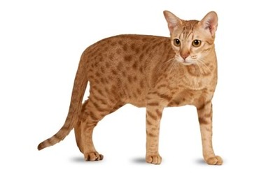 pisici-ocicat-pisica-domestica-cu-pete