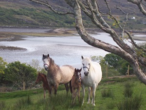 ponei-connemara-pe-iarba-periere