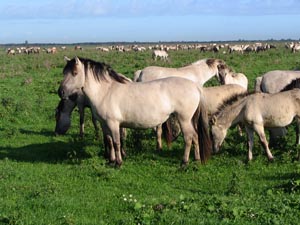 ponei-konik-colorit