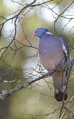 porumbel-gulerat-pe-crenguta-cuib