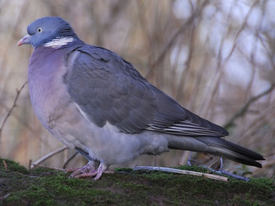 porumbel-gulerat-profil-pasare-migratoare