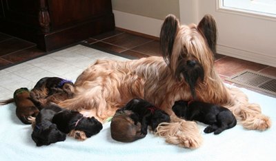 pui-briard-case