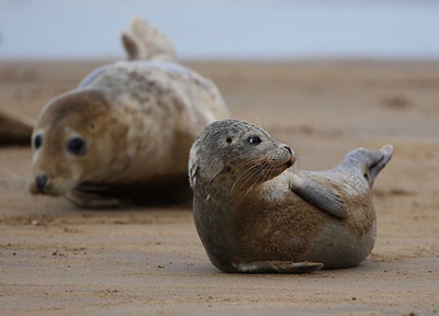 pui-foca-nastere