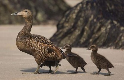 pui-rata-eider-pasare-marina