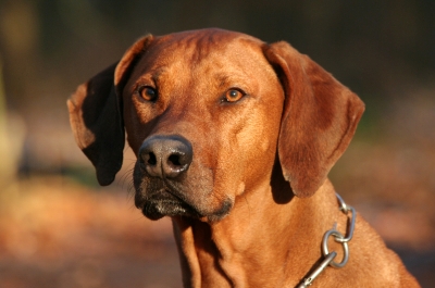 pui-Rhodesian-Ridgeback-vanatoare