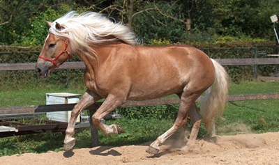 rasa-haflinger-alergand-grajd