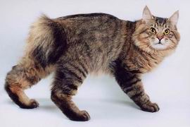 rasa-kurilian-bobtail-coada-scurta