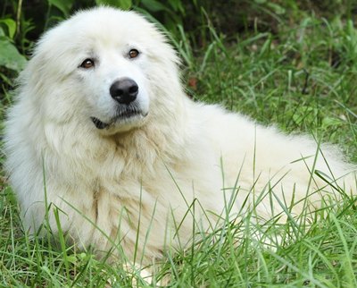 rasa-maremma-abruzzi-caine-de-munte