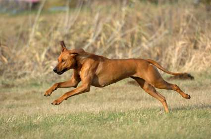 rasa-Rhodesian-Ridgeback-displazii