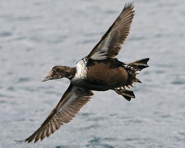 rata-eider-in-zbor-rata-salbatica