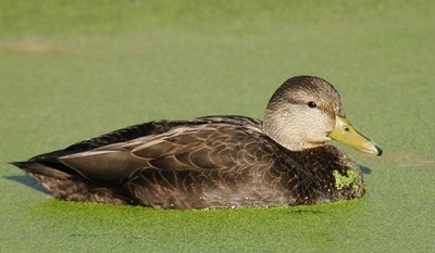 rata-neagra-pe-apa-verde-penaj