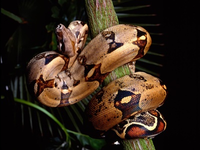 sarpe-boa-constrictor-capuse