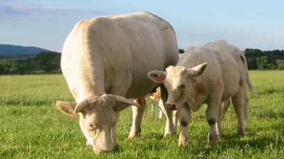 vaci-charolais-animal-docil