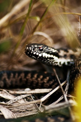 vipera-cap-serpi-carnivori