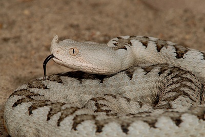 vipera-cu-corn-sarpe-veninos