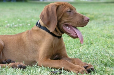 Vizsla-pui-iubitor