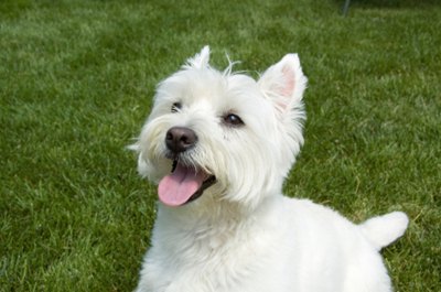 West-highland-white-terrier-in-iarba-marime-medie