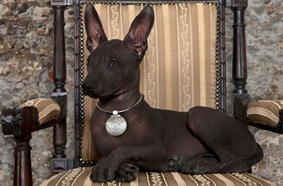 Xoloitzcuintli-pe-scaun-ingrijire-si-hrana