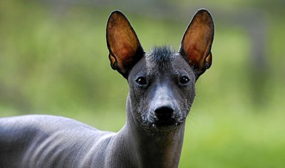 Xoloitzcuintli-lipsit-de-par